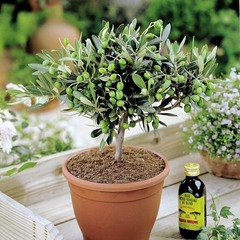 1 X 'OLEA EUROPEA' COMMON OLIVE TREE EVERGREEN GROWING FOOD HARDY PLANT IN POT