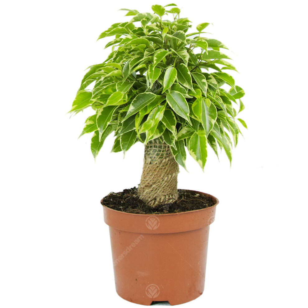 Gardeners Dream Ficus Benjamina Variegated Kinky Weeping Fig Live Indoor Houseplant In 14Cm Pot