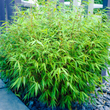 Fargesia Rufa Bamboo 40-50Cm Outdoor Potted Garden Evergreen Plant In 14Cm Pot