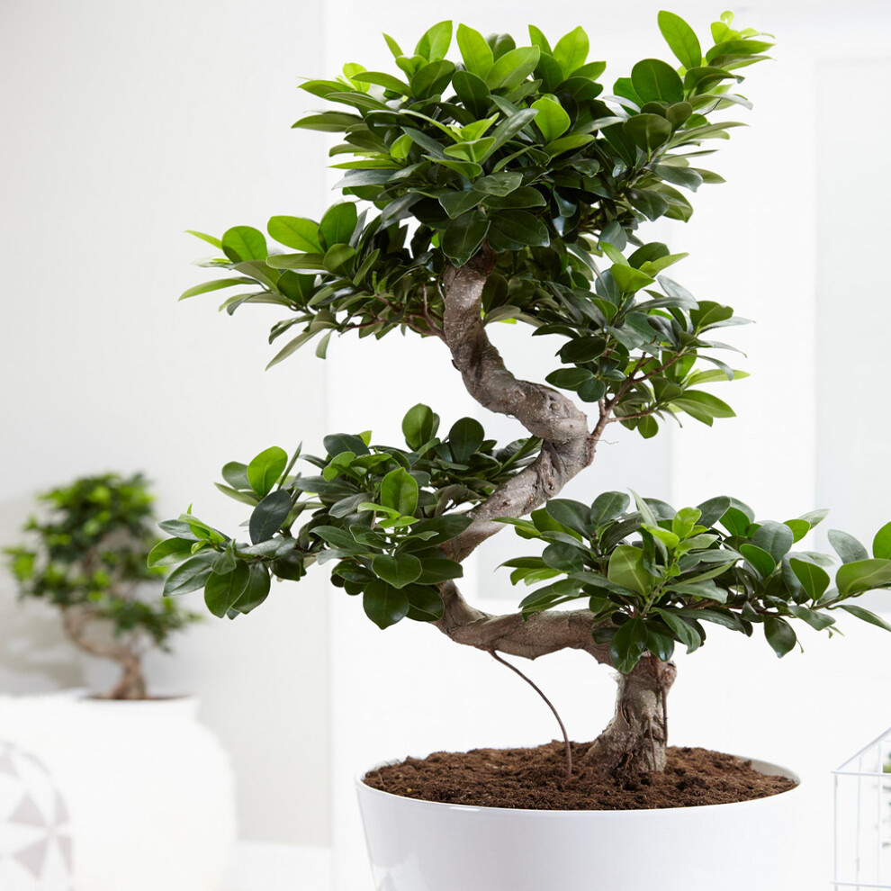 Gardeners Dream Ideal Gift Plant For Home Or Office - Ficus Ginseng Decorative Indoor Bonsai
