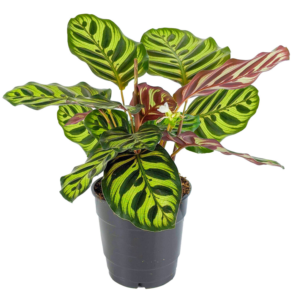 Calathea Makoyana Peacock Or Cathedral Windows Potted Plant Indoor Houseplant