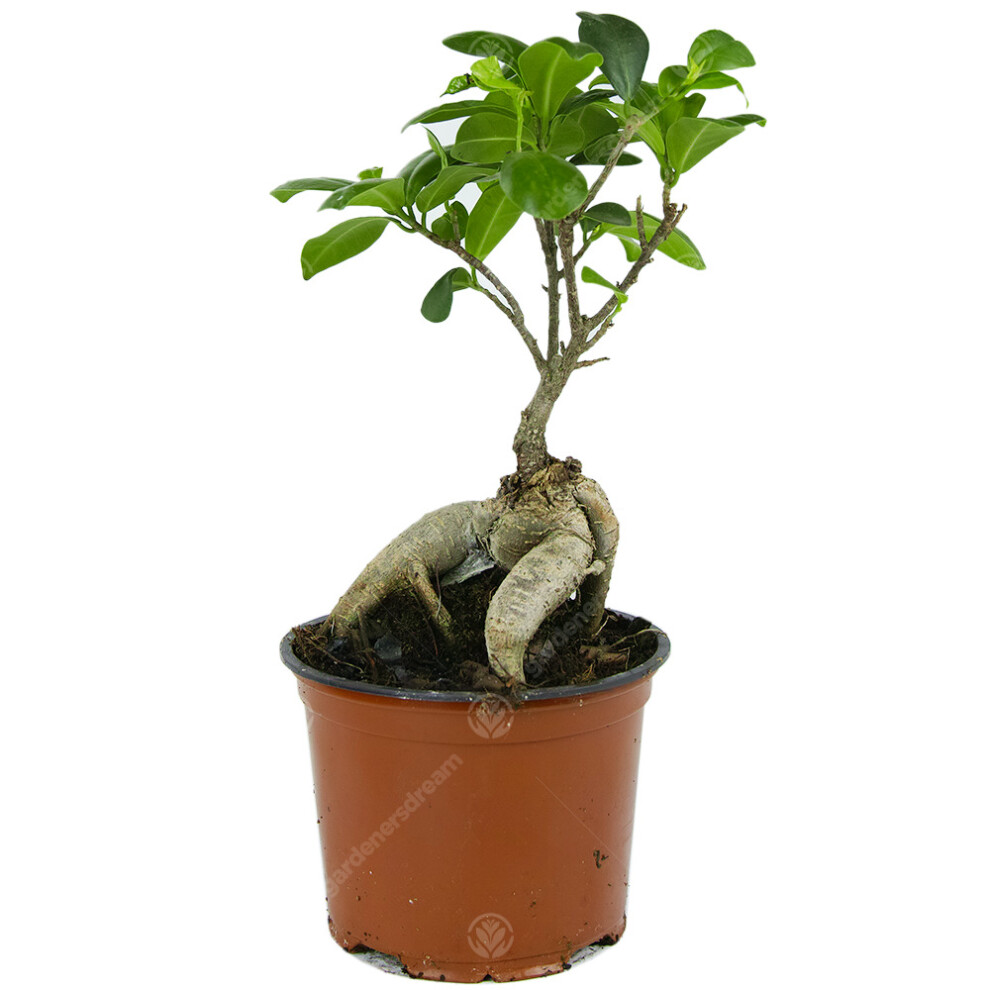 Gardeners Dream Ficus Ginseng Bonsai Tree Live Indoor Decorative Indoor Houseplant In 12Cm Pot