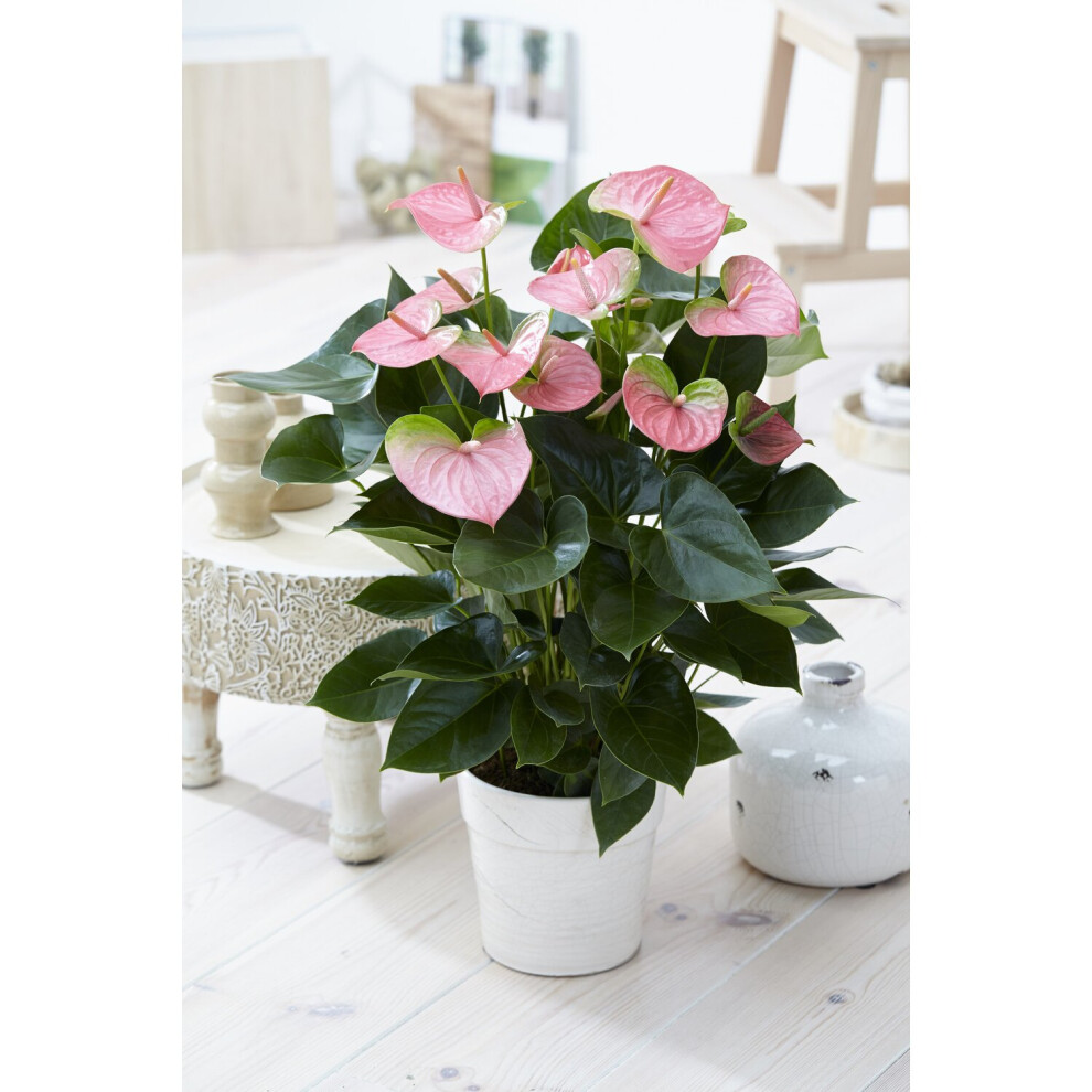 https://images.esellerpro.com/3048/I/593/79/Anthurium Pink V2.jpg