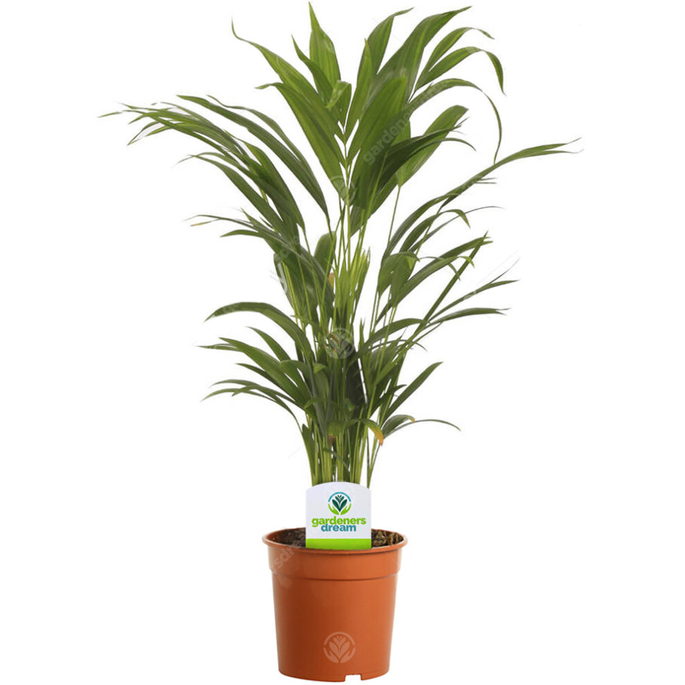 Areca Palm Lutescens - 1 Plant - House / Office Live Indoor Pot Plant Tree