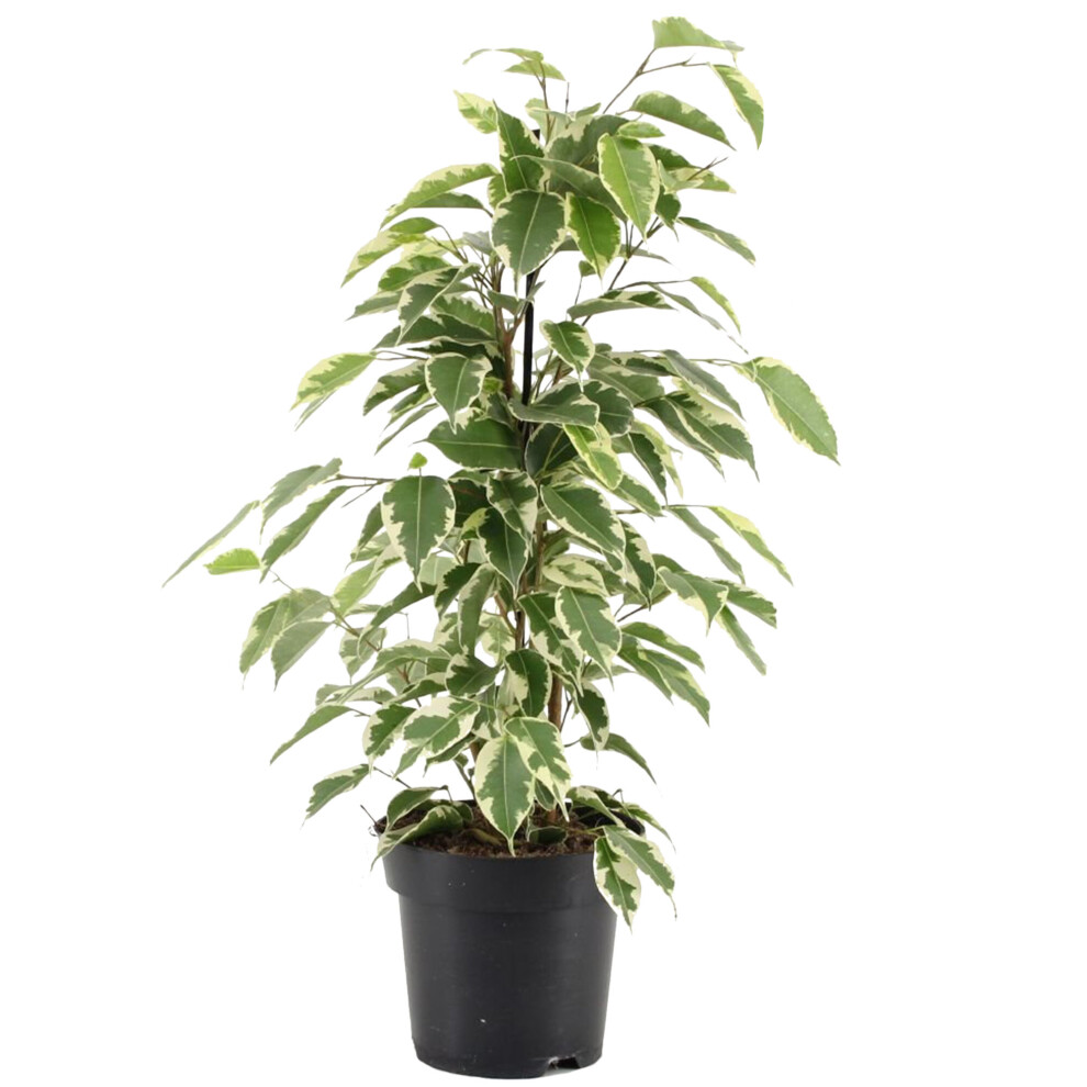 Ficus Starlight Variegated Weeping Fig Plant For Home Office (30-40Cm In Pot)