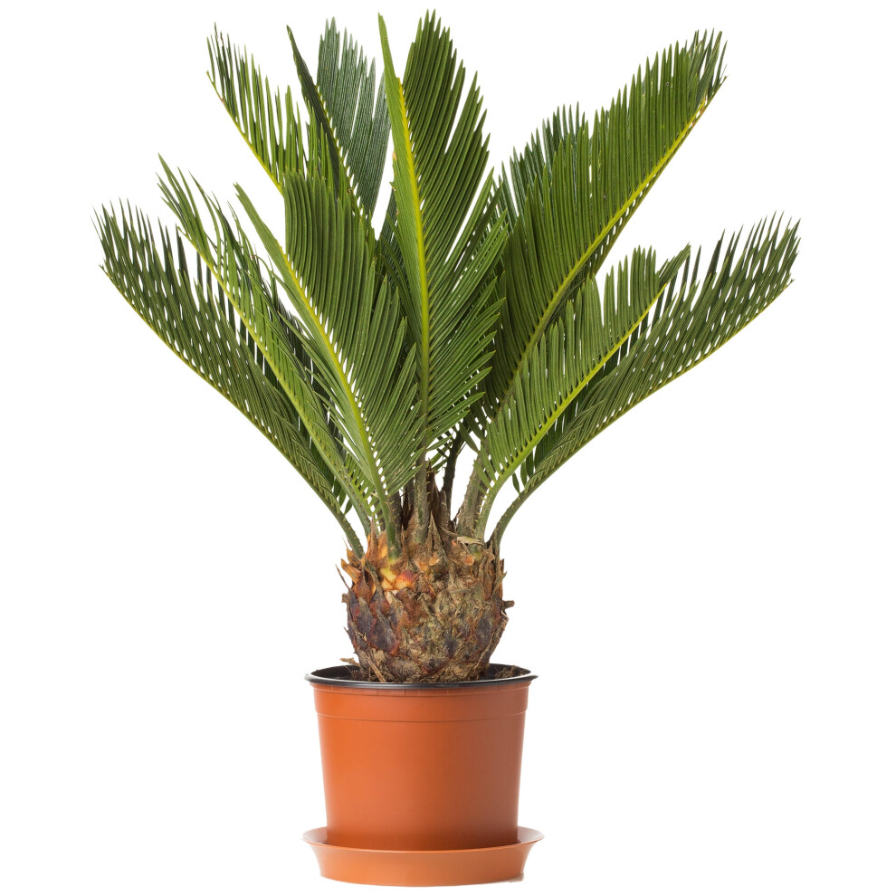 Cycas Revoluta Sago Palm Indoor Plant For Home Or Office (30-40Cm Incl Pot)