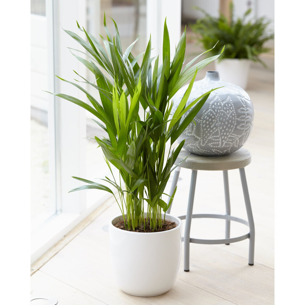 Gardeners Dream Cane Butterfly Palm - Potted Ornamental Plant For Office 20-30Cm Golden