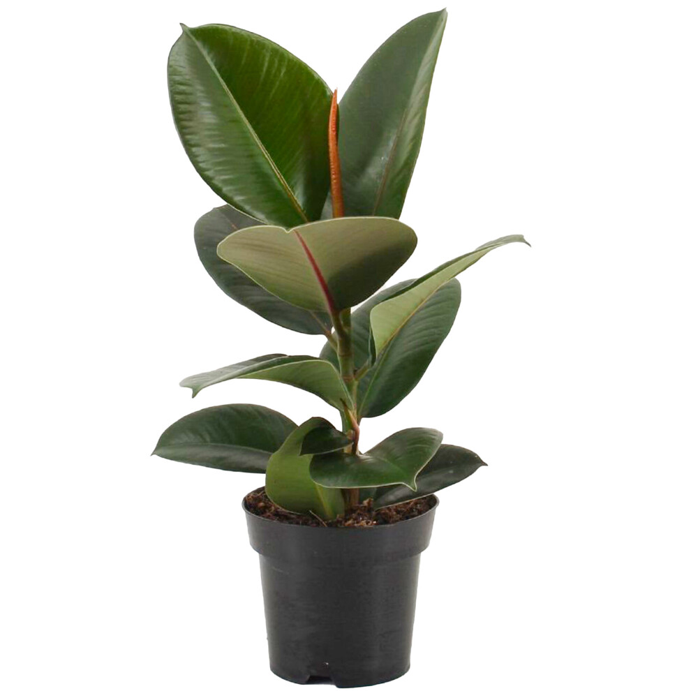 https://images.esellerpro.com/3048/I/624/69/ficus robusta-Additional-0.jpg