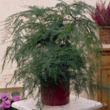 Asparagus Plumosus Houseplant - Premium Live Indoor Office Plant In 1 X 12Cm Pot