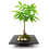 Gardeners Dream https://images.esellerpro.com/3048/I/400/73/PLANTS_PACAQU_12C_1_WEB.png 3