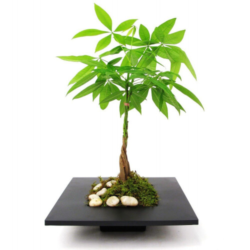 Gardeners Dream https://images.esellerpro.com/3048/I/400/73/PLANTS_PACAQU_12C_1_WEB.png 2