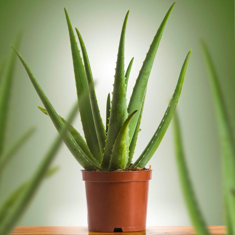 https://images.esellerpro.com/3048/I/624/16/Aloe-Vera-V1.jpg