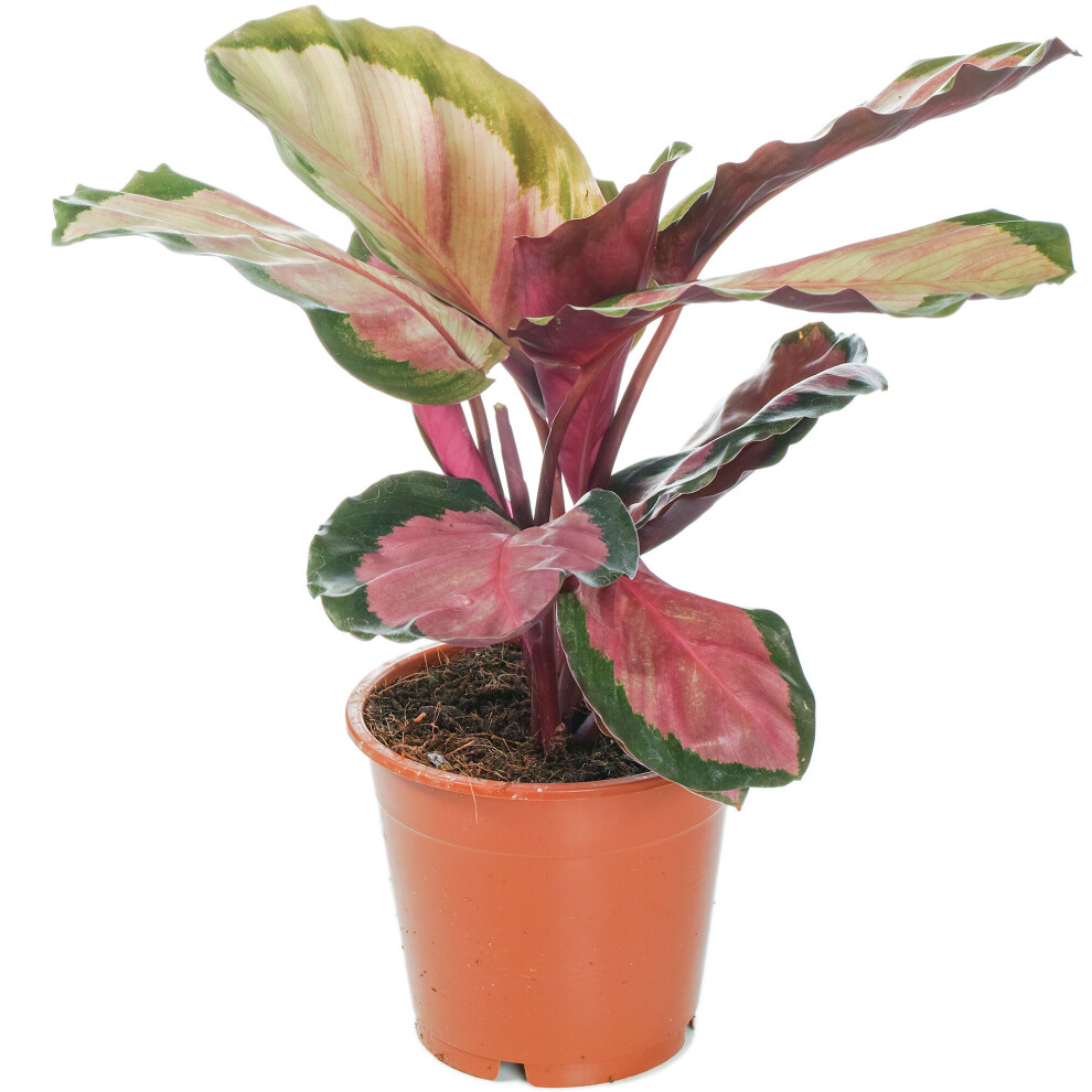 Gardeners Dream Calathea Roseopicta Rosy Rose Painted Calathea Potted Indoor Houseplant