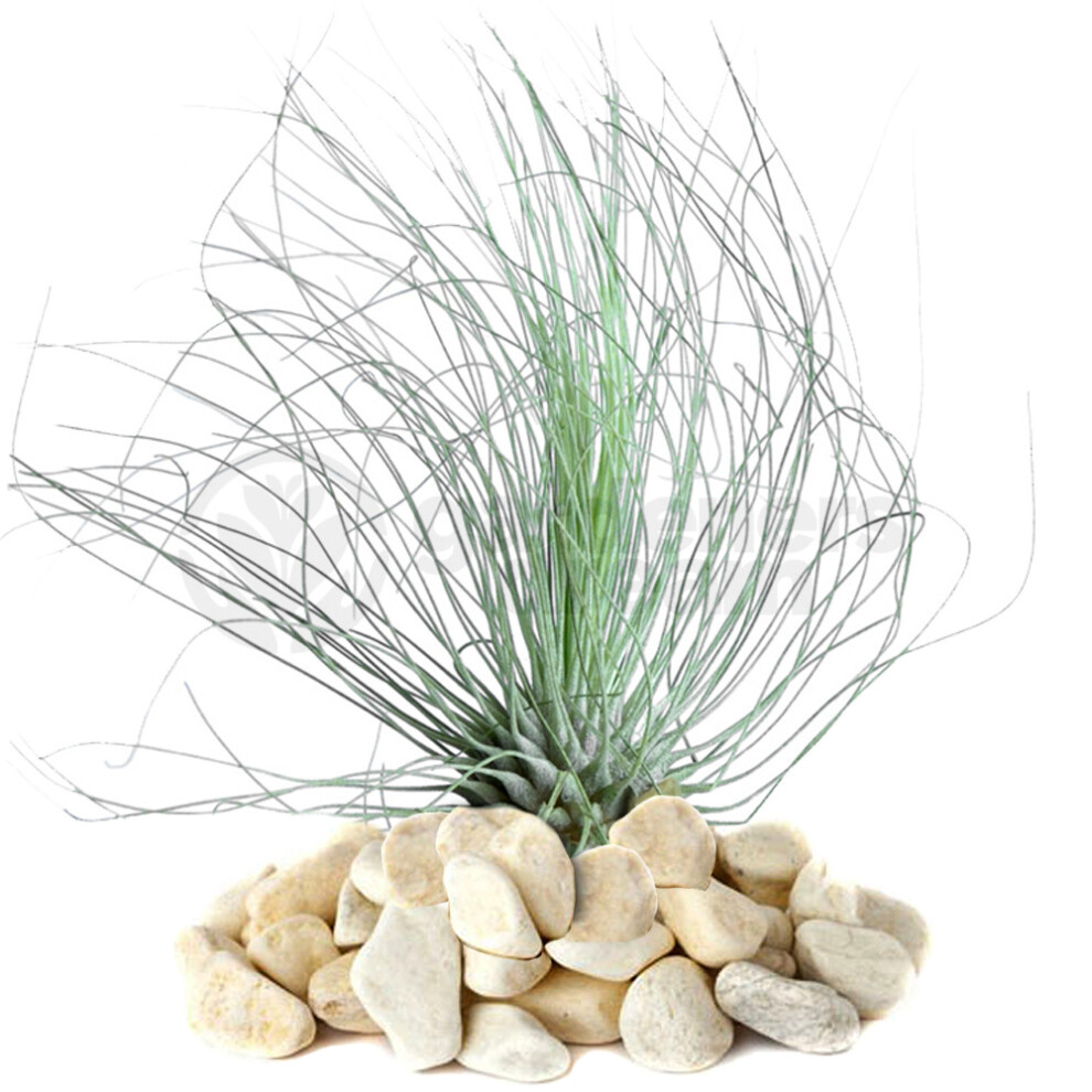 Gardeners Dream Silver Leaved Air Plant - Tillandsia Argentea | Terrarium Plant