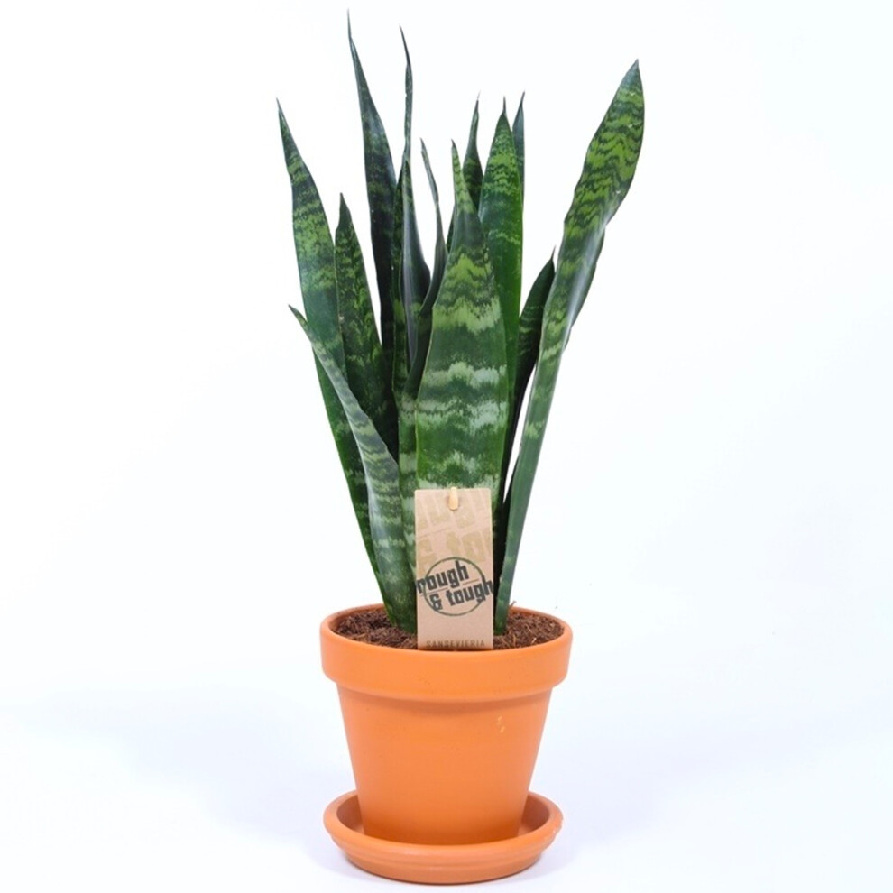 Gardeners Dream Sansevieria Snake Plant For Home Or Office (30-40Cm With Pot) Black/Coral