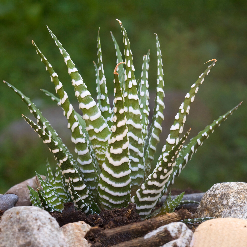 https://images.esellerpro.com/3048/I/627/04/Haworthia Big Band 1.jpg