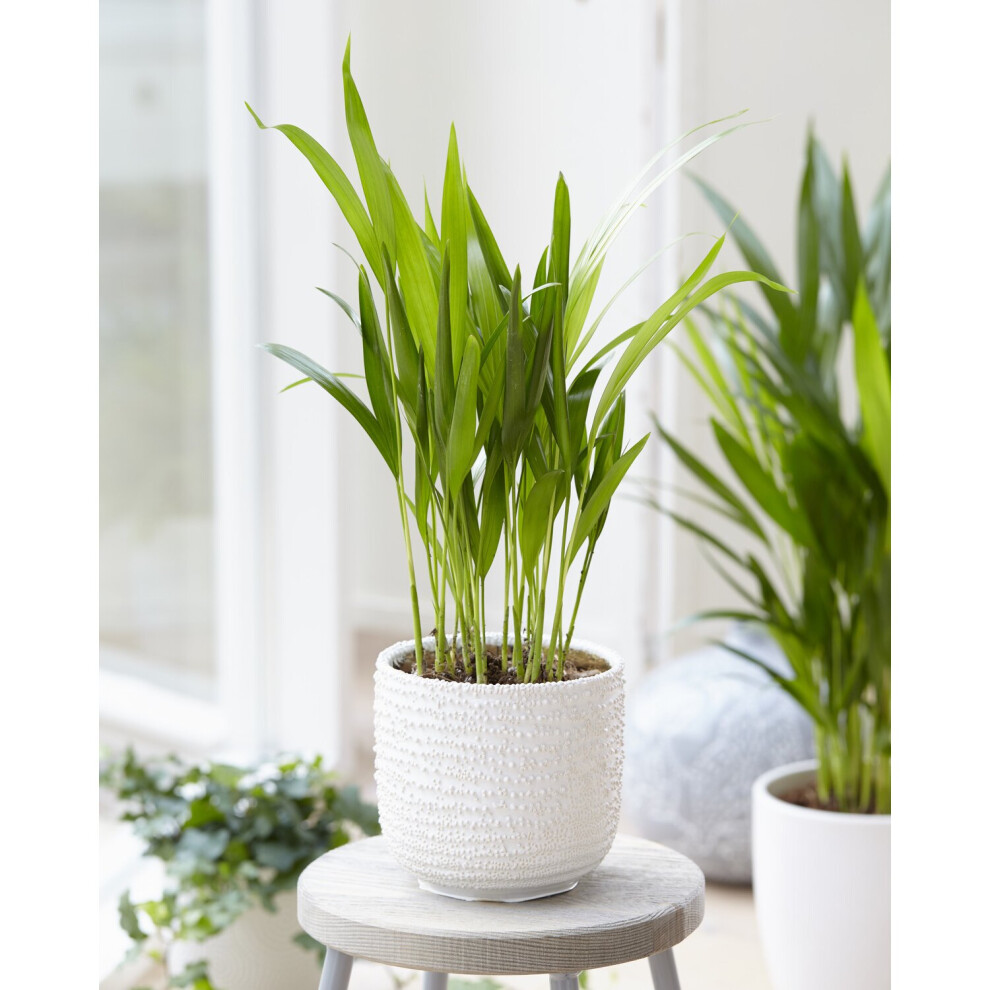 1 X Butterfly Palm Dypsis Lutescens House Plant Indoor Live Tree In Pot
