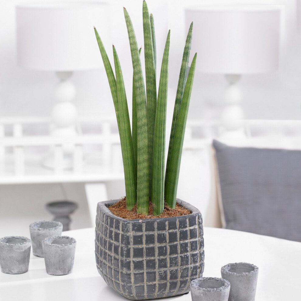 https://images.esellerpro.com/3048/I/619/95/Sansevieria cylindrica-5.jpg