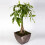 Gardeners Dream https://images.esellerpro.com/3048/I/400/73/PLANTS_PACAQU_12C_1_WEB.png 2