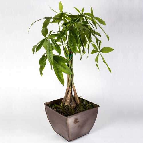 Gardeners Dream https://images.esellerpro.com/3048/I/400/73/PLANTS_PACAQU_12C_1_WEB.png 1