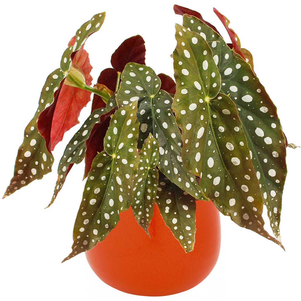 Begonia Maculata Indoor Potted Plant For Home Or Office (20-30Cm Incl. Pot)