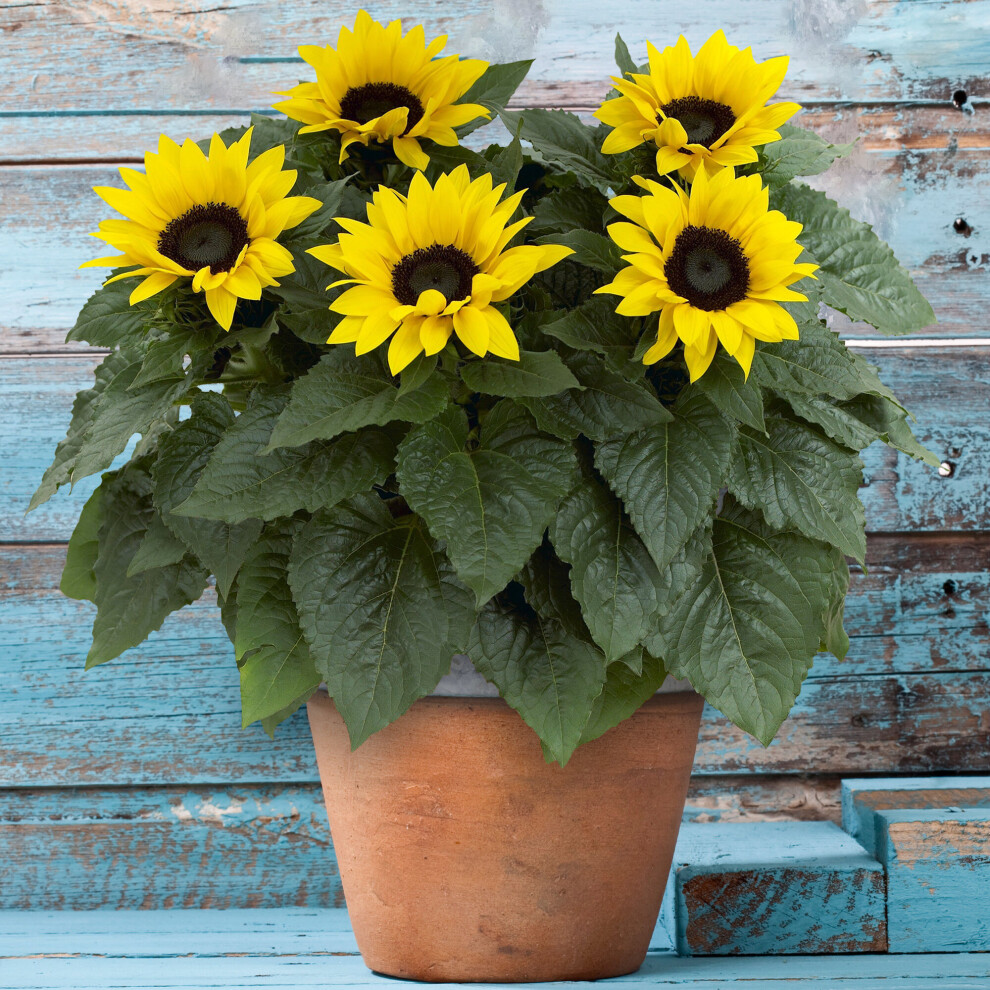 Gardeners Dream Outdoor Sunflower Potted Garden Plant Golden Annual 20-30Cm Shrub In 13Cm Pot