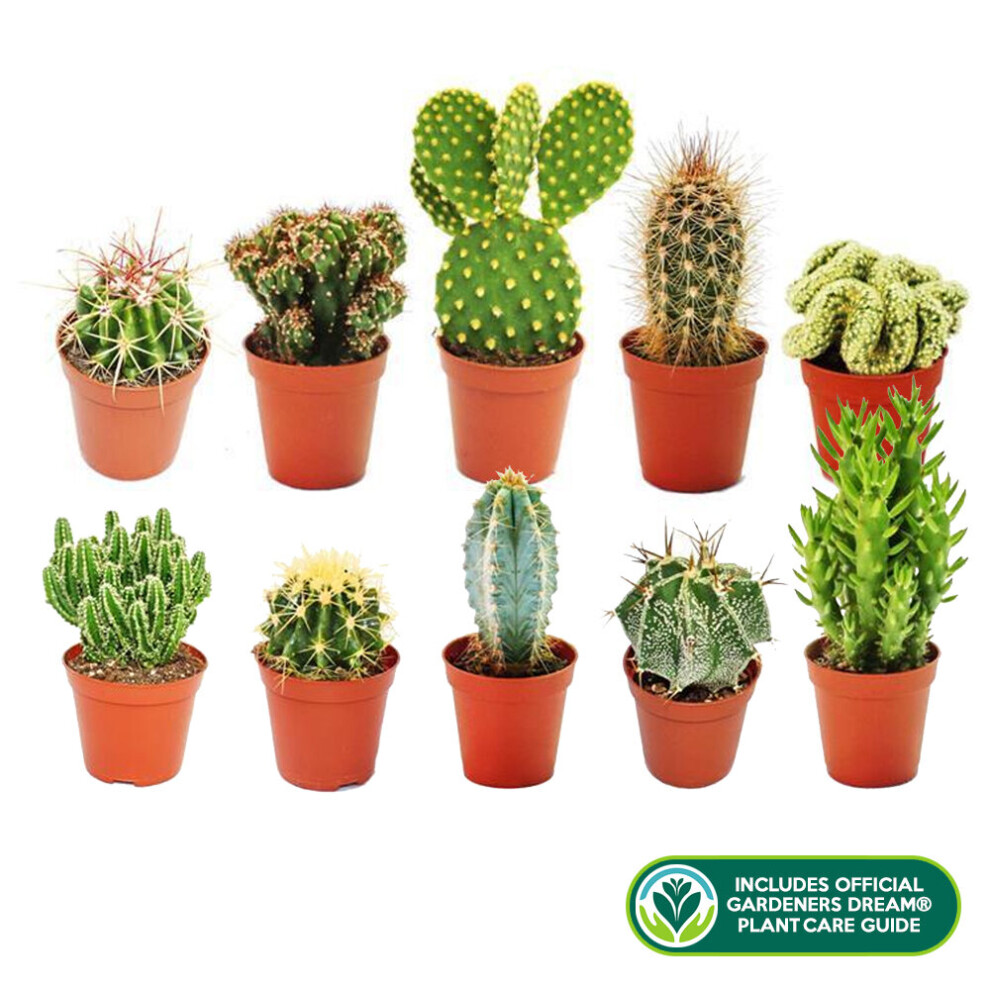 10 X Different Mixed Cactus Collection House + Gardeners Dream Plant Care Guide