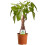 Gardeners Dream https://images.esellerpro.com/3048/I/400/73/PLANTS_PACAQU_12C_1_WEB.png 1