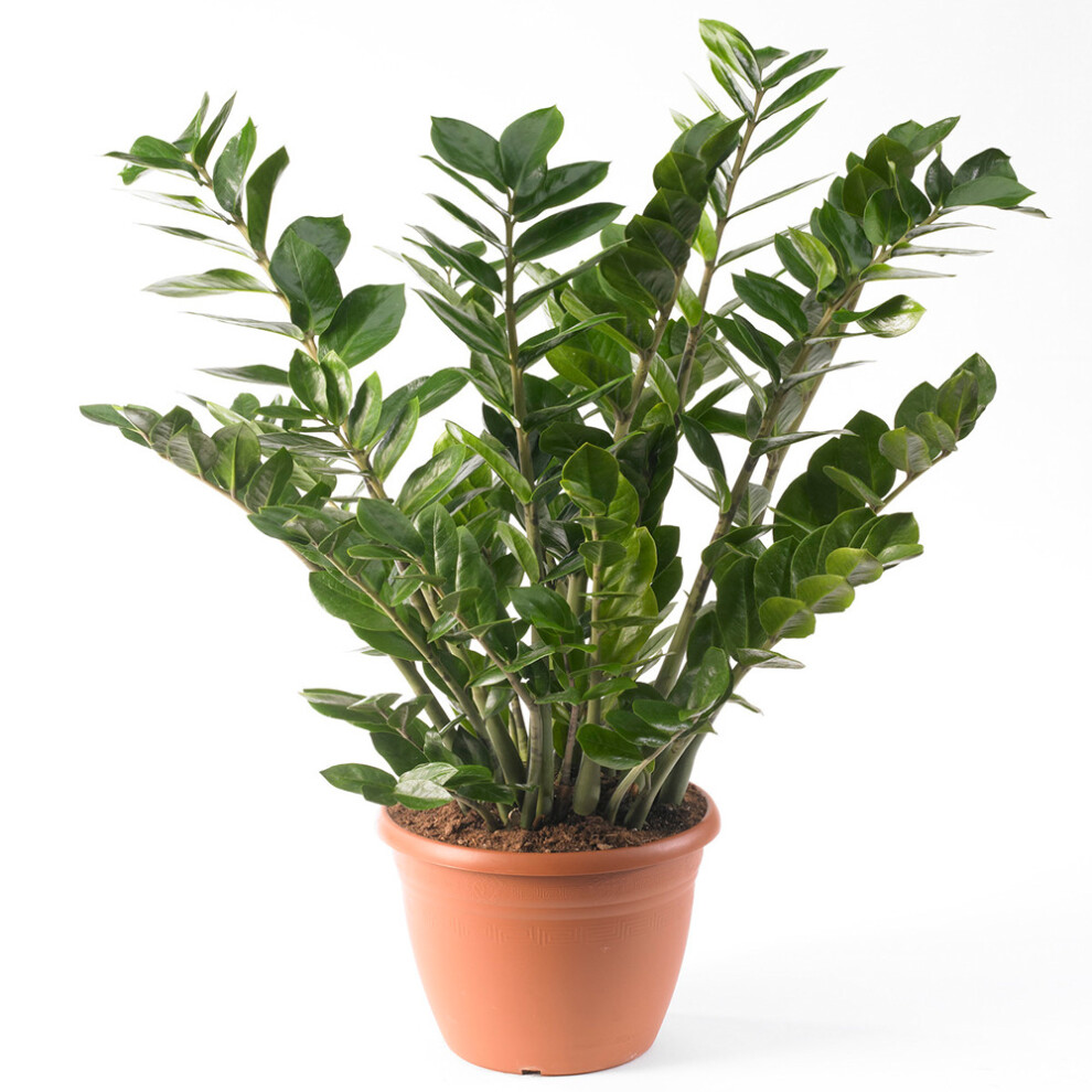 https://images.esellerpro.com/3048/I/593/43/Zamioculca Zamiifolia 1.png