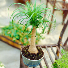 1 X Evergeen Beaucarnea Recurvata Ponytail Palm Houseplant 40-50Cm With Pot