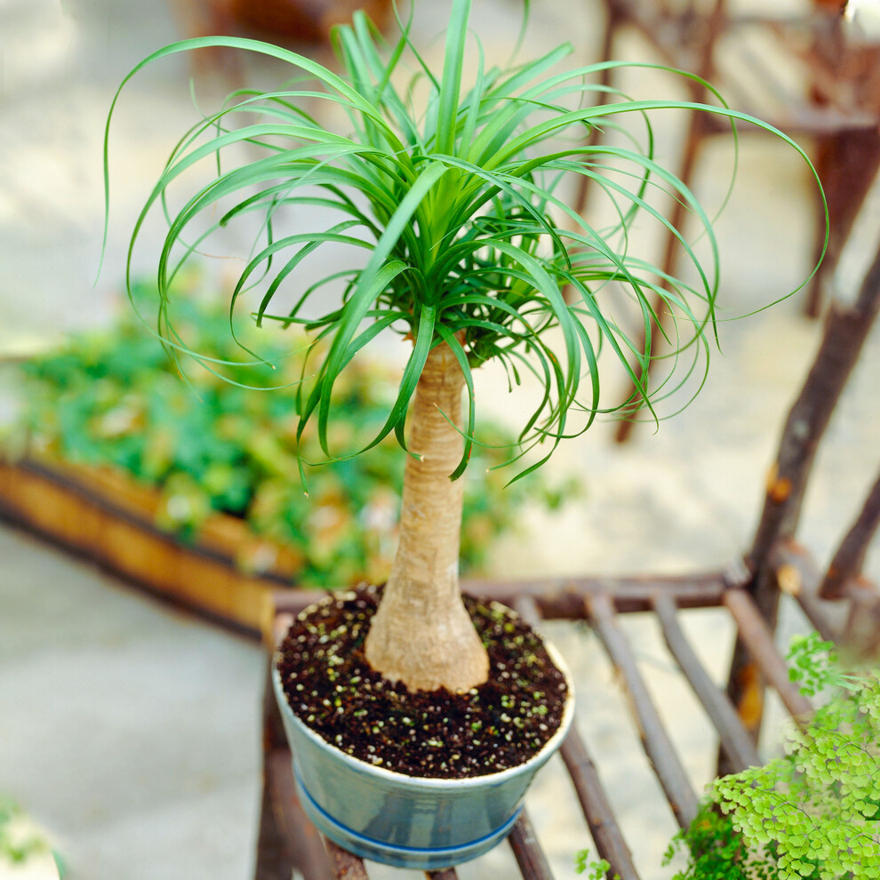 1 X Evergeen Beaucarnea Recurvata Ponytail Palm Houseplant 40-50Cm With Pot