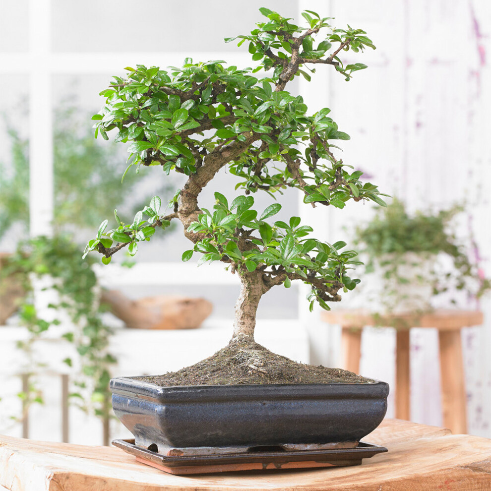 Bonsai Chinese Elm Tree - Traditional Japanese Indoor Houseplant In 15Cm Tray