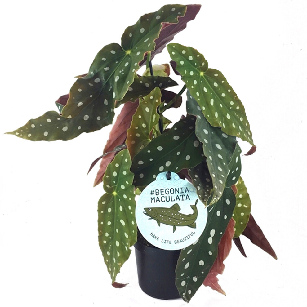 20-30Cm Spotted Begonia Maculata Stunning Potted Premium House Plant