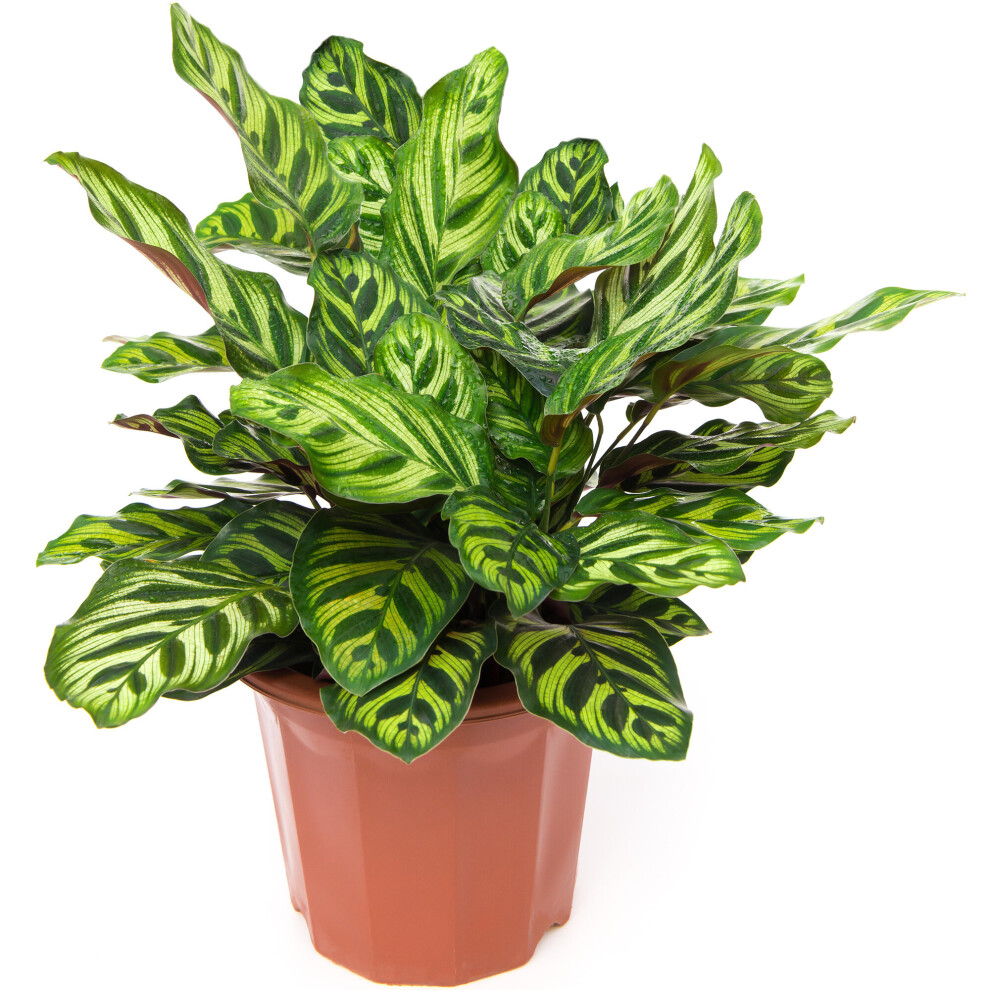 30-40Cm Potted Calathea Makoyana Peacock Plant Eye-Catching Indoor Houseplant