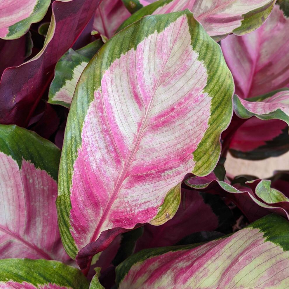 Vibrant Calathea Roseopicta Rosy 30-40Cm Potted Rose Painted Premium Houseplant