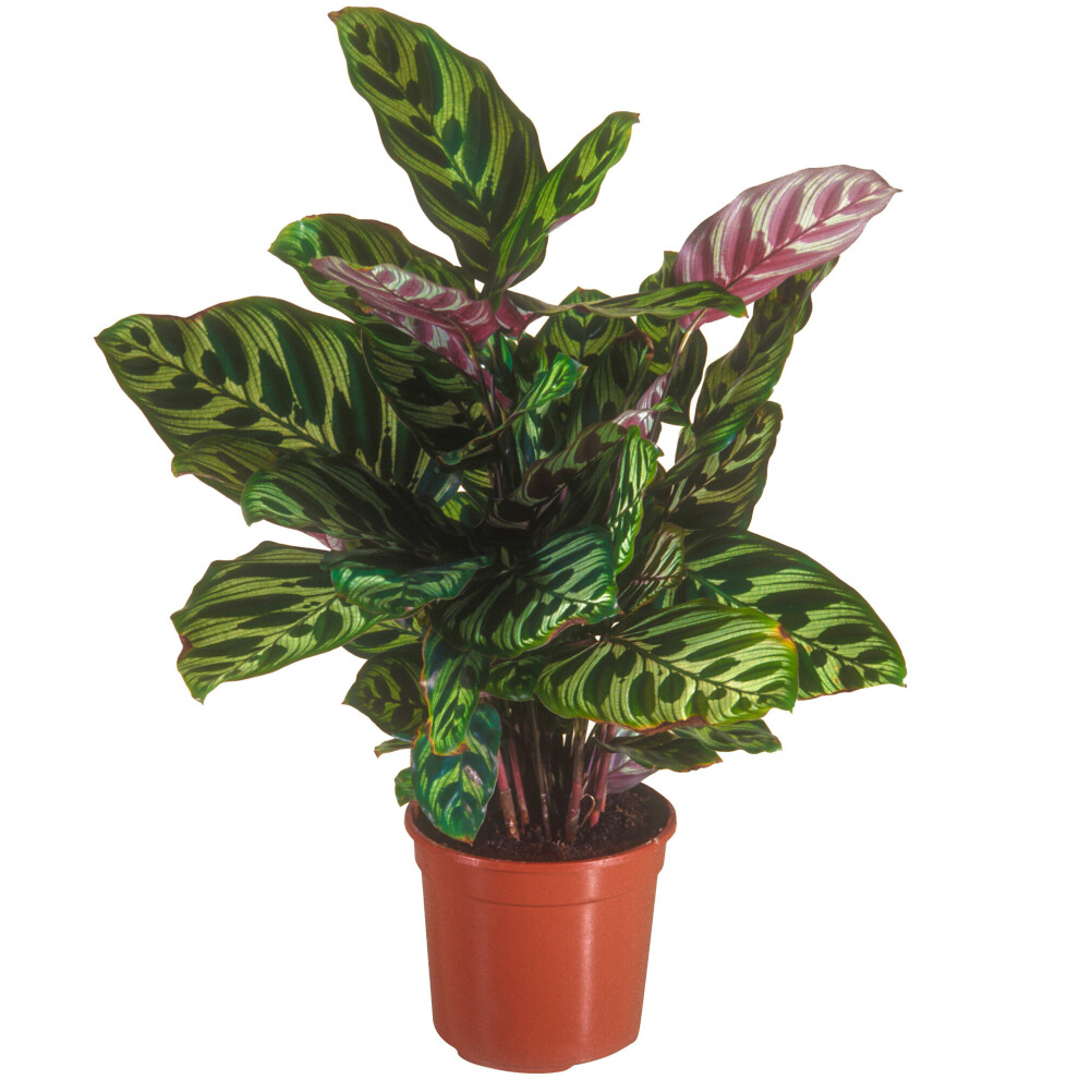 1X Lush Calathea Makoyana Potted Peacock Plant 30-40Cm Premium Indoor Houseplant