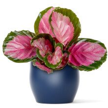 Calathea Roseopicta Rosy Premium Rose Painted Potted Houseplant 30-40Cm With Pot