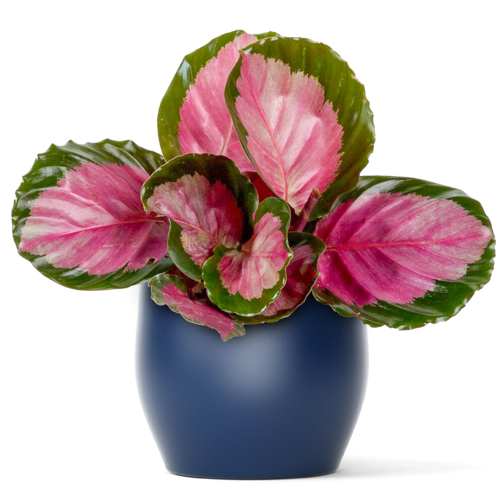 Calathea Roseopicta Rosy Premium Rose Painted Potted Houseplant 30-40Cm With Pot