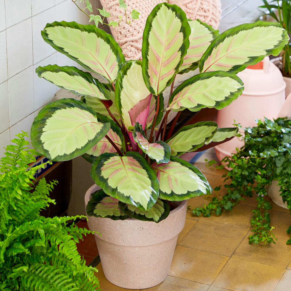 https://images.esellerpro.com/3048/I/620/98/calathea picturata-4.jpg