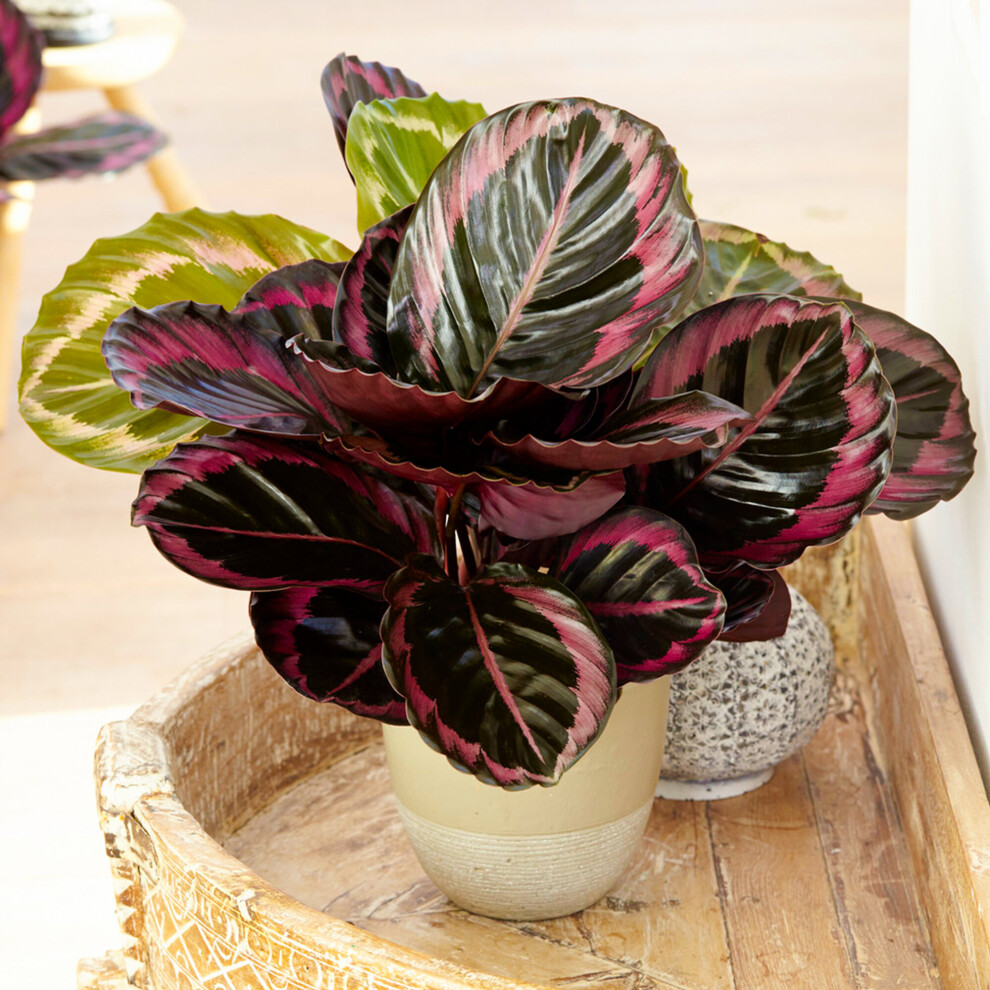 Calathea Surprise Star | 25-35Cm Potted Indoor Plant | Ideal For Home Or Office