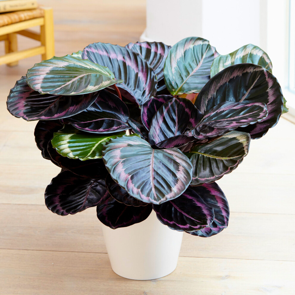 Calathea Surprise Star - Rose Painted Calathea | Evergreen 25-35Cm Potted Plant