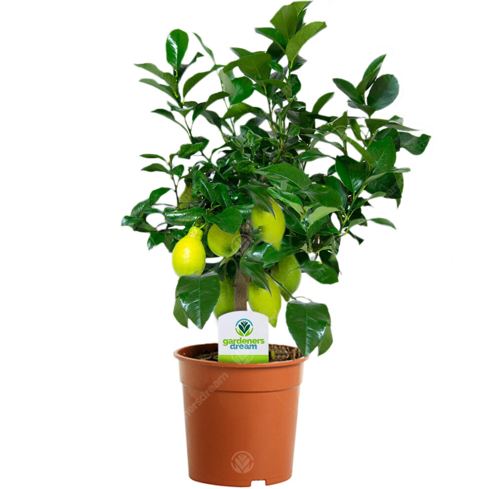 Gardeners Dream Citrus Lemon - 1 Plant - House / Office Live Indoor Pot Plant Tree Potted Yellow