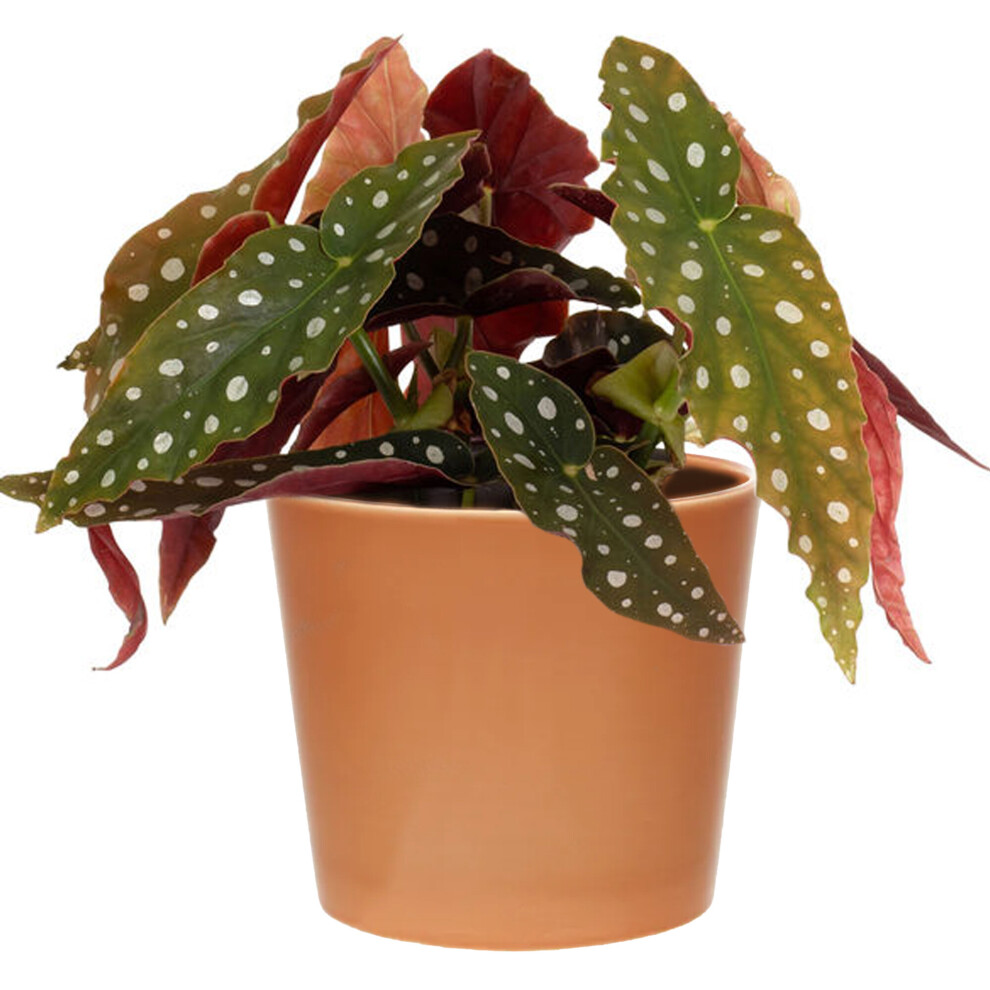 1 X Spotted Begonia Maculata 20-30Cm Premium Potted Houseplant For Sale