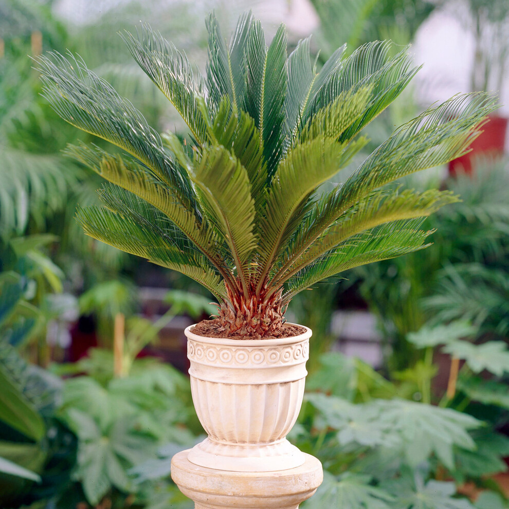 https://images.esellerpro.com/3048/I/624/61/Cycas Revoluta-8.jpg