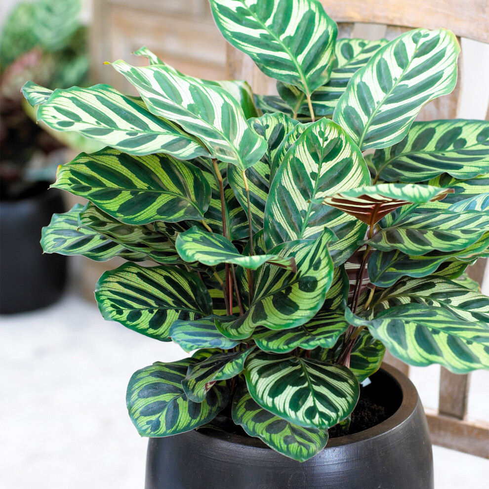 Gardeners Dream Calathea Makoyana Premium Indoor Lush Peacock Houseplant Gift 30-40Cm With Pot