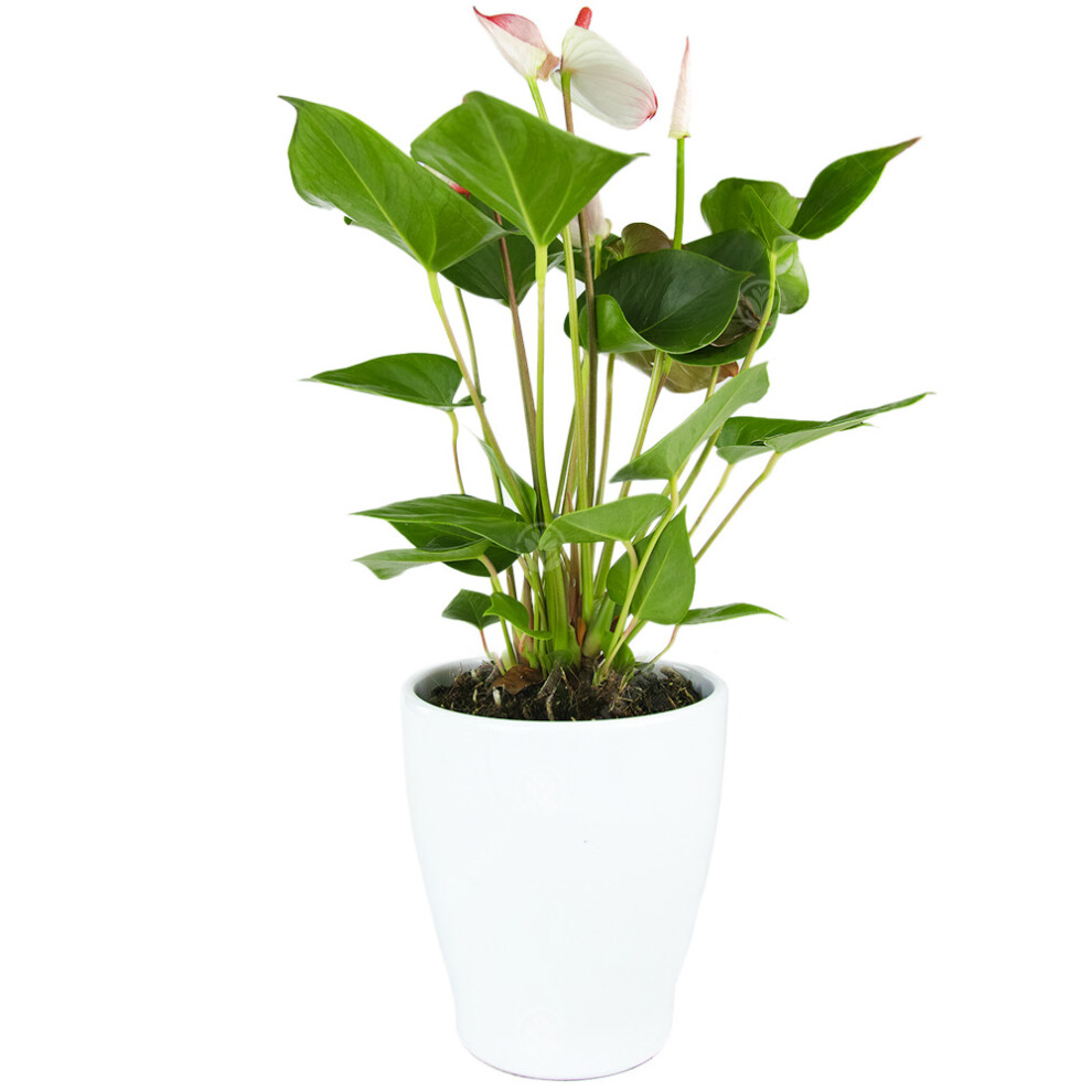 Gardeners Dream (White) Anthurium Live Indoor Decorative Houeplants In 13Cm Ceramic Pots Various Colours