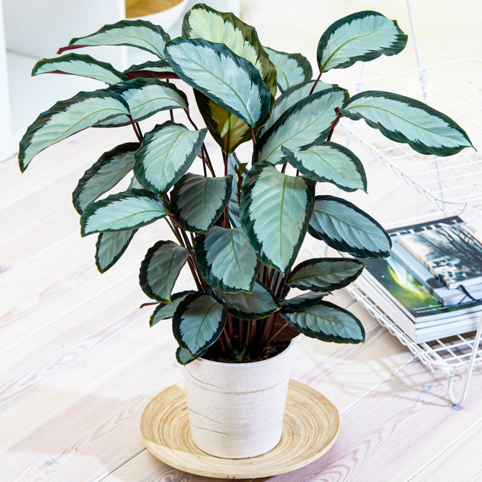 https://images.esellerpro.com/3048/I/620/97/calathea picturata-3.jpg