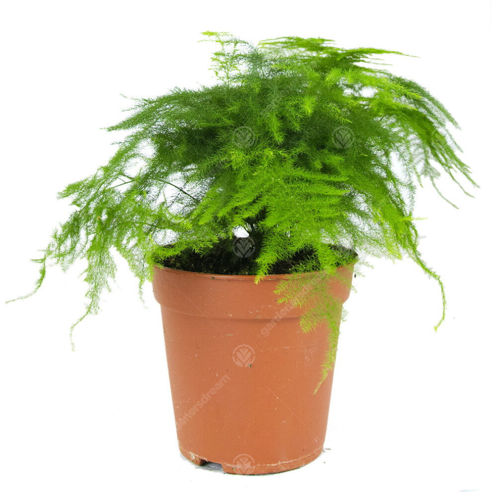 Asparagus Setacea Plumosus Common Lace Fern Live Indoor Houseplant In 12Cm Pot