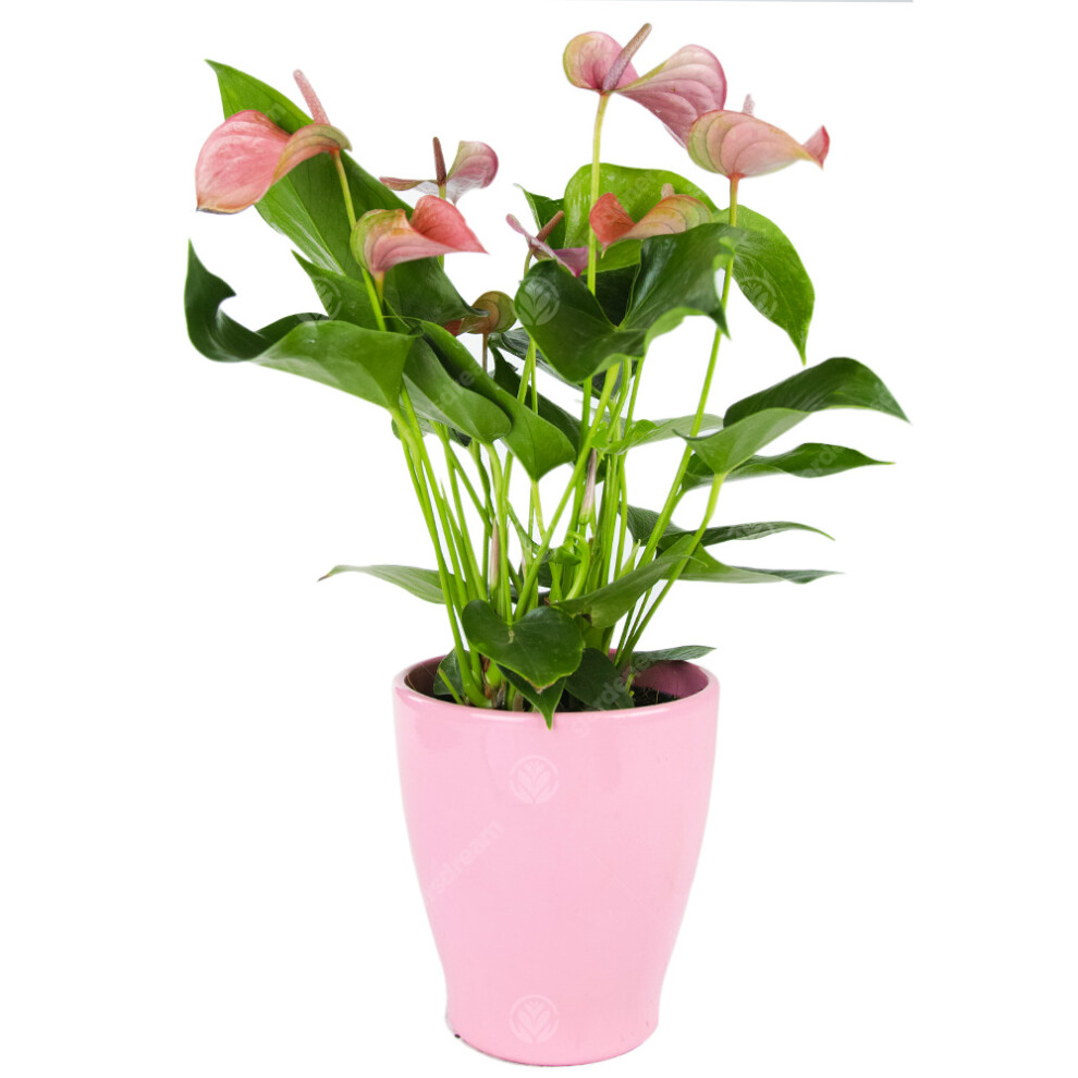 (Pink) Anthurium Live Indoor Decorative Houeplants In 13Cm Ceramic Pots Various Colours