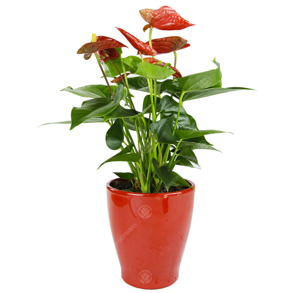 (Red) Anthurium Live Indoor Decorative Houeplants In 13Cm Ceramic Pots Various Colours